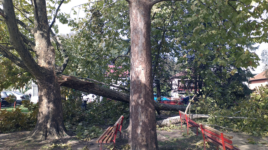 МИЛИЋИ, 20. ОКТОБРА /СРНА/ - Због јаког вјетра који је дувао током ноћи и јутрос до 10.00 часова, на неколико локација у општини Милићи пала су стабла, али на срећу није било повријеђених, изјавио је Срни комунални полицајац Мајо Јерковић.