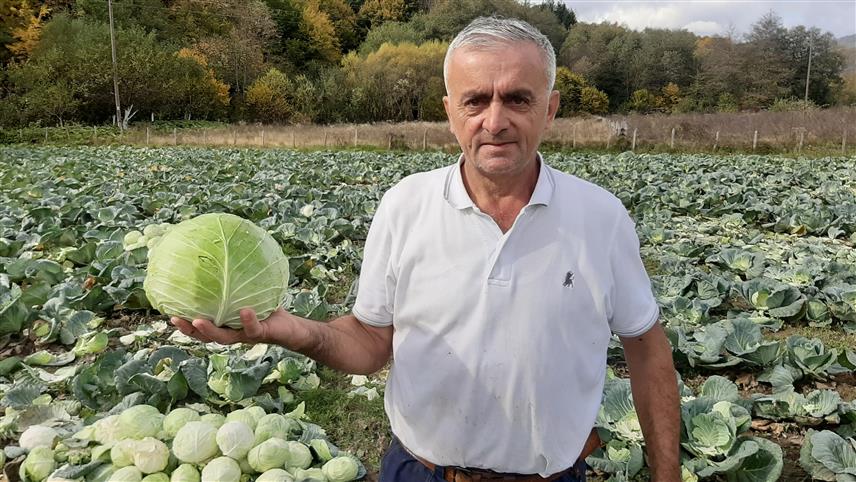 ФОЧА, 28. ОКТОБРА /СРНА/ - Чувени купус из Козје Луке, којим су у вријеме бивше Југославије снабдијевани и луксузни ресторани на Јадрану, данас се у већим количинама производи још само на два имања у овом питомом фочанском селу у долини ријеке Колине,Бранислав Вуковић, један од двојице већих произвођача купуса из Козје Луке