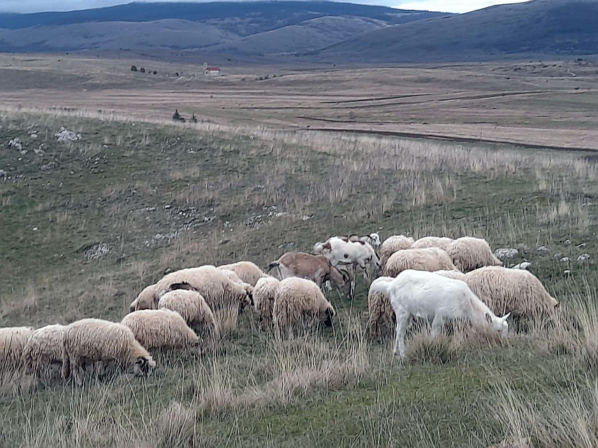 ГЛАМОЧ, 14. НОВЕМБРА /СРНА/ - Дивље животиње све чешће прилазе кућама у селима на подручју Гламоча, а неријетко нападају стада и стоку.