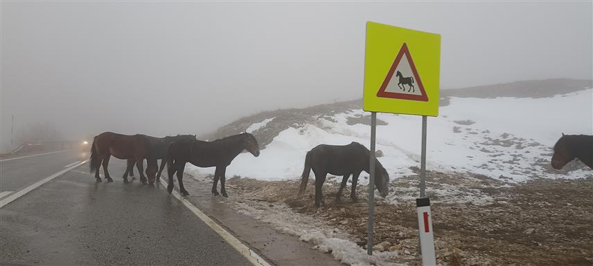 ЛИВНО, 25. НОВЕМБРА /СРНА/ - Возачима који путују преко планинског превоја Борова Глава на путном правцу Шуица-Ливно потребан је додатан опрез због дивљих коња на коловозу.