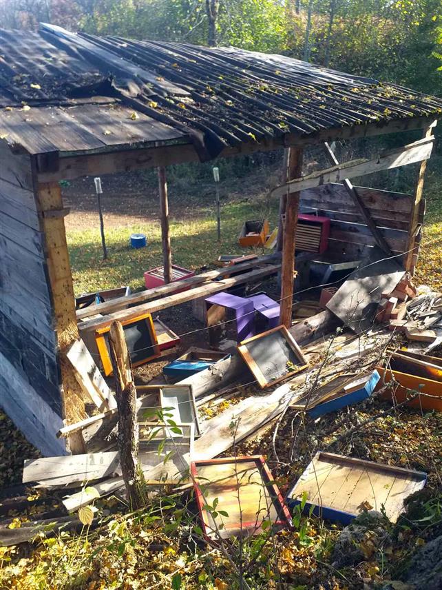 СОКОЛАЦ, 2. НОВЕМБРА /СРНА/ - На подручју општине Соколац медвједи су у протеклих пет мјесеци нанијели штету на једанаест породичних имања, према пријавама које пристижу са терена.