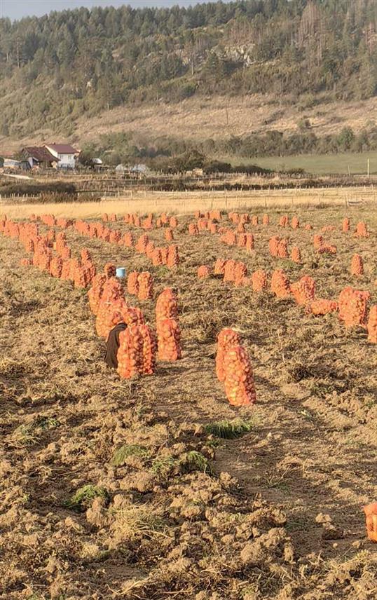 РОГАTИЦА, 18. ДЕЦЕМБРА /СРНА/ - На подручју општине Рогатица у овој години произведене су 4.662 тоне кромпира, што је за 9,16 одсто више него у 2022.