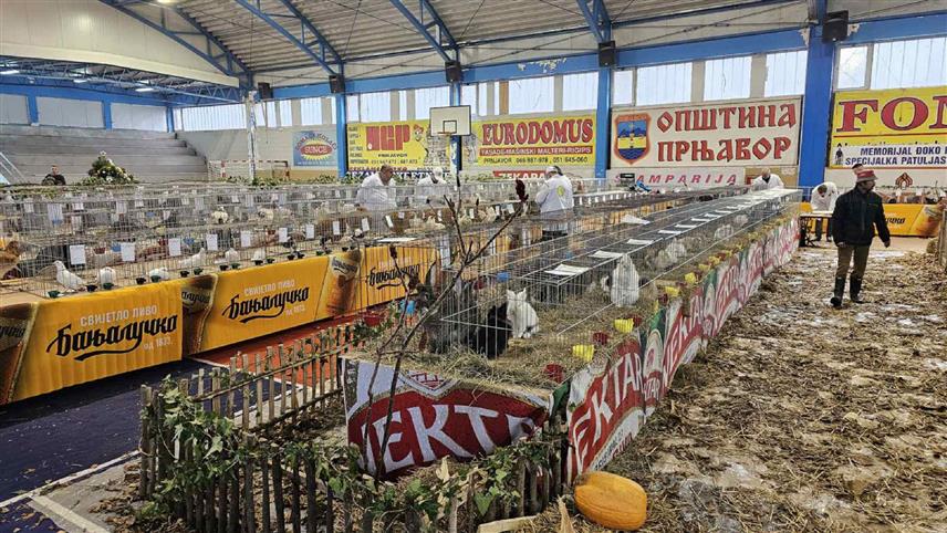 ПРЊАВОР, 22. ДЕЦЕМБРА /СРНА/ - У Прњавору је данас почела тродневна изложба ситних животиња и перади са више од 1.000 јединки.