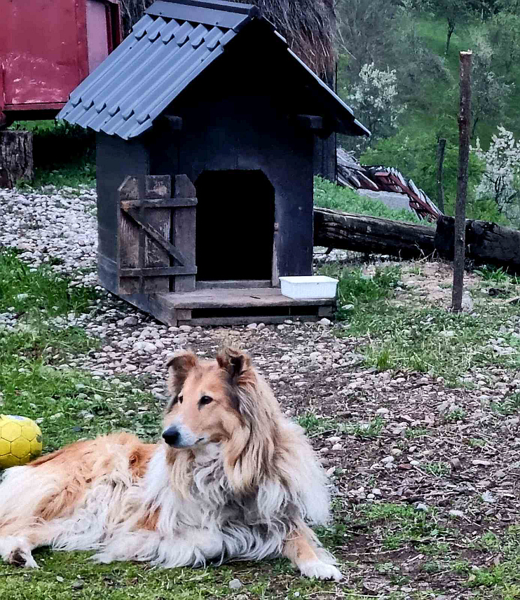  БАЊАЛУКА, 11. СЕПТЕМБРА /СРНА/ - Реорганизацијом и уређењем азила за напуштене животиње на Мањачи створени су бољи услови за смјештај паса, а од почетка године удомљено је 60 паса, речено је Срни у бањалучком Одјељењу за комуналне послове.