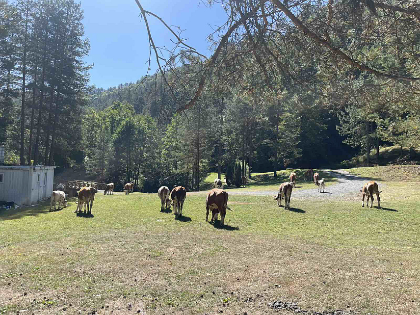 ВОЗУЋА, 12. СЕПТЕМБРА /СРНА/ - Дан након обиљежавања 28 година од мученичког страдања возућких Срба, у порти Манастира Свете Tројице - Возућица, задужбине краља Драгутина Немањића, посјетиоци ове светиње затекли су крдо крава.