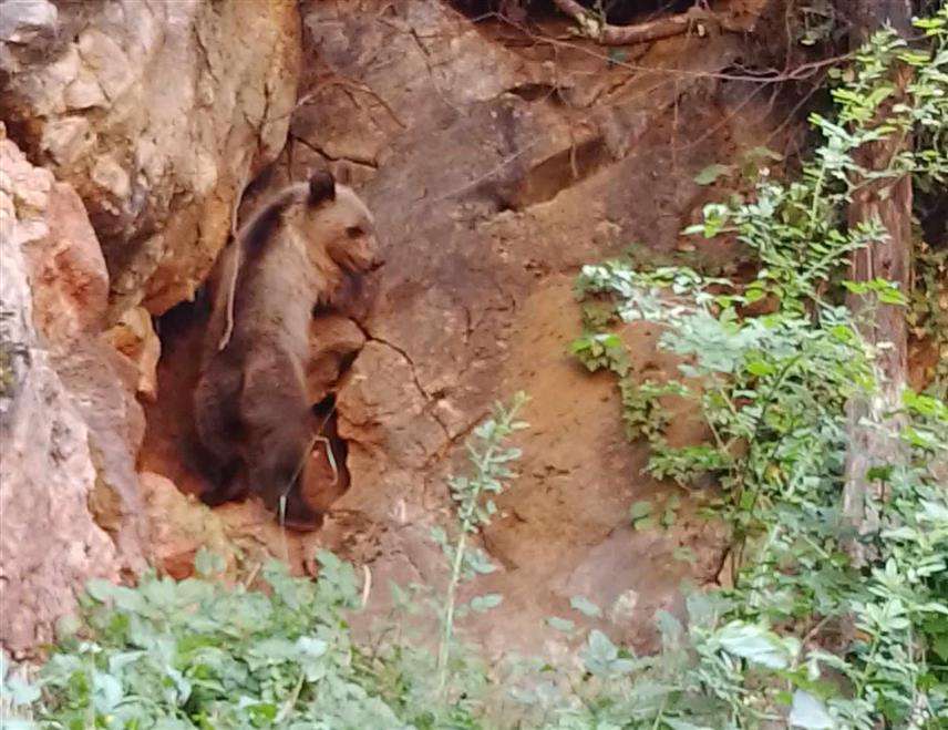 СРЕБРЕНИЦА, 18. СЕПТЕМБРА /СРНА/ - Мјештанин сребреничког планинског села Подравање Милош Марковић снимио је двоје мечића на путу у свом селу, а онда је открио и јазбину гдје бораве.