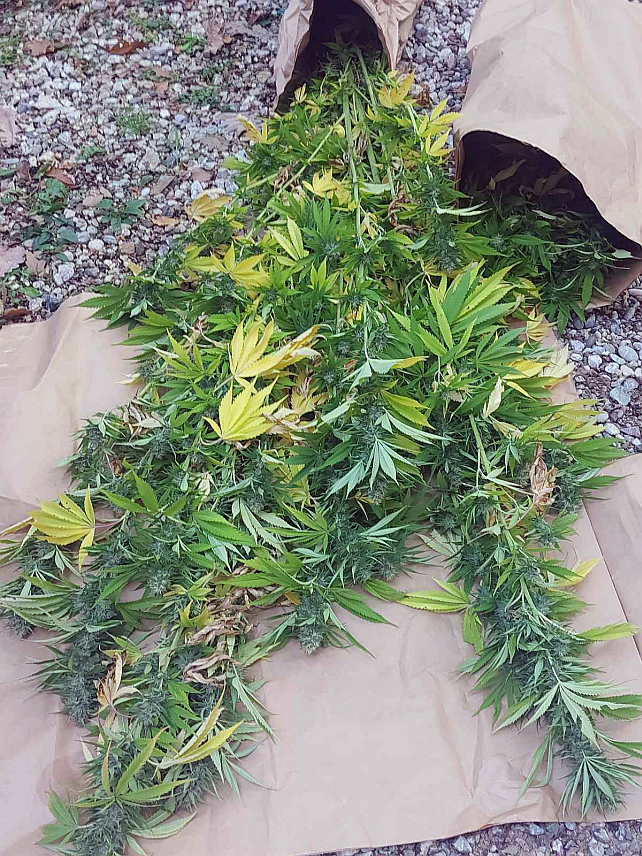 БРАТУНАЦ, 18. СЕПТЕМБРА /СРНА/ - Полицијски службеници Одјељења за организовани криминалитет и дроге Полицијске управе Зворник и полиција из Братунца, у оквиру акције "Плантажа 2023",открили су у мјесту Јакетић плантажу зељасте биљке, која својим изгледом асоцира на индијску конопљу, саопштено је из ове полицијске управе.