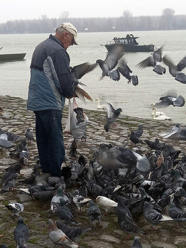 БЕОГРАД, 20. ЈАНУАРА /СРНА/ - Исмет Каришик, који већ седам деценија на обалама Дунава у Земуну другује са дивљим голубовима, каже за Срну да су они више од птица - исцјељитељи, учитељи и захвални пријатељи, те их стога треба чувати као највећу драгоцјеност.