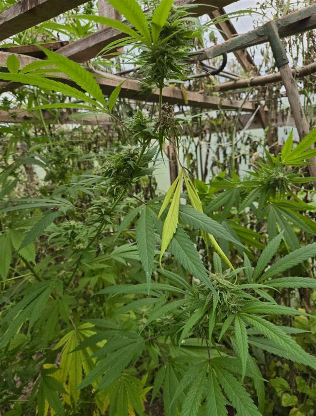 ИСТОЧНО САРАЈЕВО, 10. ОКТОБРА /СРНА/ - У дворишту викендице на Палама коју користи лице чији су иницијали Д.Ш. из Кантона Сарајево полиција је пронашла засад марихуанe.	