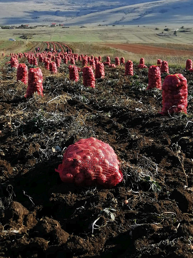 ГЛАМОЧ, 17. ОКТОБРА /СРНА/ - Гламочки кромпир је добио заштиту географског поријекла и званично се појавио на тржишту као бренд, сије се на надморској висини између 880 и 920 метара, а на квалитет утиче клима, као и кречњачко подручје, састав земљишта од калцијум-карбоната и разни природни фактори, као и непостојање загађивача.