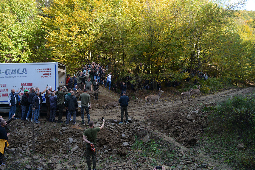 ЛОПАРЕ, 27. ОКTОБРА /СРНА/ - На подручје спортско-рекреационог ловишта "Мајевица" данас су насељене 24 јединке јелена /Cervus elaphus/, што је пионирска активност када је ријеч о насељавању јелена на територији Републике Српске.