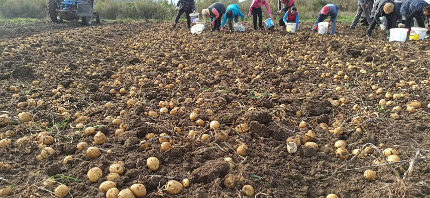 РОГАTИЦА, 5. ОКTОБРА /СРНА/ - На боричком платоу код Рогатице на њивама предузећа "Агрос" почело је вађење кромпира, а укупан принос који се очекује је 1.350 тона - око 750 сјеменског и око 600 меркантилног, рекли су Срни у овом предузећу.