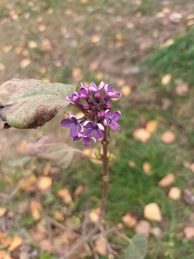 ЗВОРНИК, 20. НОВЕМБРА /СРНА/ - У Зворнику је у новембру, у вријеме када листови са дрвећа опадају, процвјетао јоргован.