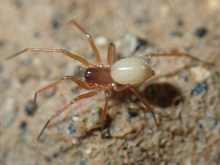 ДОБОЈ, 8. НОВЕМБРА /СРНА/ - У Добоју је данас представљен озренски паук porrhomma ozrenensis, који је назив добио према мјесту проналаска планини Озрен и представља ендемску врсту на Балкану.