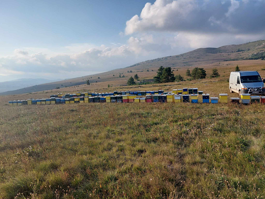 ГЛАМОЧ, 9. НОВЕМБРА /СРНА/ - Пчелар Немања Петковић из Гламоча пчелиња друштва током године сели од Посавине до Шатор планине да би добио што квалитетнији мед, који је много пута награђиван за квалитет.	
