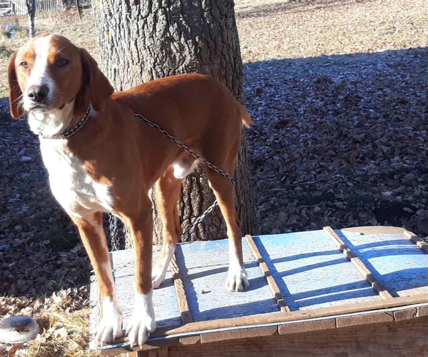 ДРВАР, 15. ДЕЦЕМБРА /СРНА/ - Пас Симба, који је осам година био код Дрварчанина Марка Букве, прешао је стотињак километара да би се вратио свом првом власнику у Ливно.