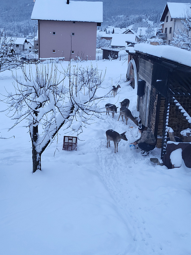 ПАЛЕ, 25. ДЕЦЕМБРА /СРНА/ - Група од четири срне и једног срндаћа јутрос је пришла човјеку на Палама и уживала у храни коју им је понудио.