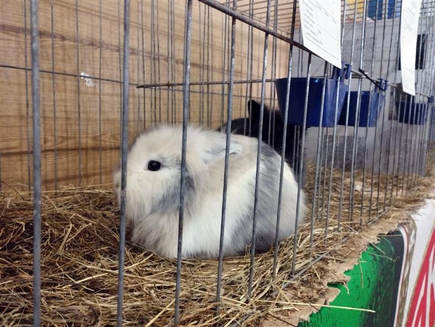 ПРЊАВОР, 27. ДЕЦЕМБРА /СРНА/ - У Прњавору је данас отворена изложба ситних и украсних животиња на којима ће посјетиоци моћи да виде око 1.500 јединки.