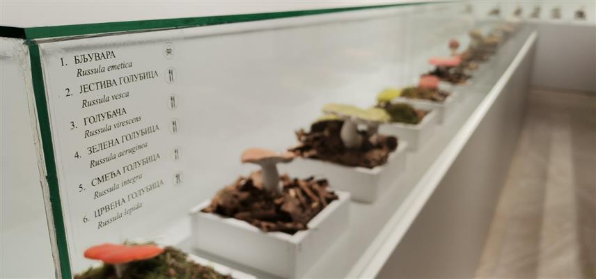 ДОБОЈ, 3. ДЕЦЕМБРА /СРНА/ - Изложба "Свијет гљива", на којој су представљене макете 70 врста гљива распрострањених на подручју Добоја, отворена је вечерас у Регионалнoм музеју у овом граду.