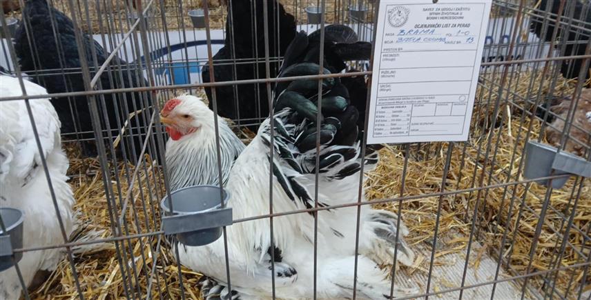 ДОБОЈ, 7. ДЕЦЕМБРА /СРНА/ - У Добоју је данас организована дводневна изложба украсне перади узгајивача из Републике Српске и Федерације БиХ, на којој је изложено 235 експоната.