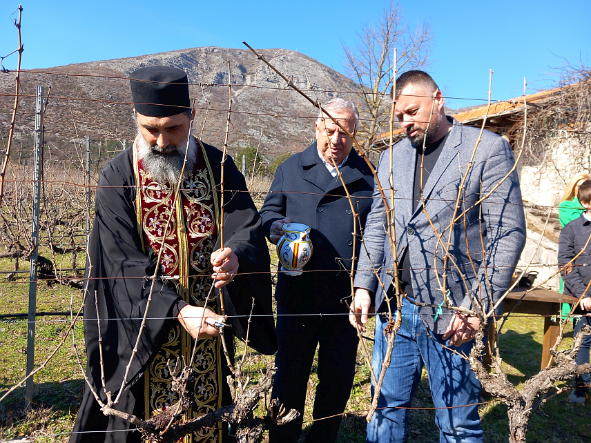 ТРЕБИЊЕ, 14. ФЕБРУАРА /СРНА/ - Подрум и винарија "Вукоје" из Требиња данас су обиљежили Светог Трифуна - заштитника виноградара и винара, као и почетак резидбе у Царским виноградима, најзначајнијем локалитету за аутохтону сорту жилавку и најстаријем винограду у овом дијелу Европе.