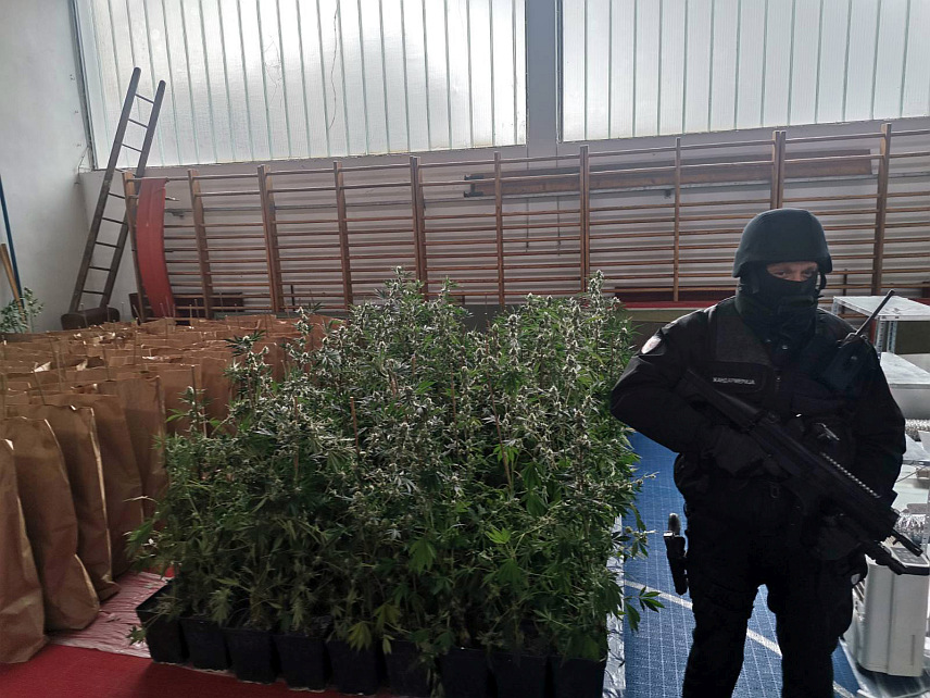 БИЈЕЉИНА, 15. ФЕБРУАРА /СРНА/ - Полиција је у Бијељини пронашла лабораторију за узгој индијске конопље и ухапсила два лица.