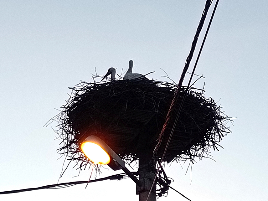 СОКОЛАЦ, 26. МАРTА /СРНА/ - У првој седмици прољећа роде су се вратиле на неколико локација на Сокоцу, гдје у протеклих десетак година проводе љето у паровима, гнијезде се, одгајају младе и почетком јесени поново одлазе у топле крајеве.