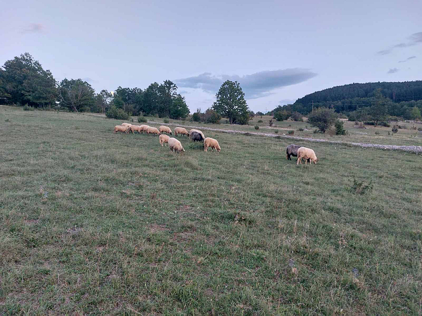 ДРВАР, 3.МАРТА /СРНА/ - У селу Прекаја код Дрвара данас је вук напао стадо оваца.