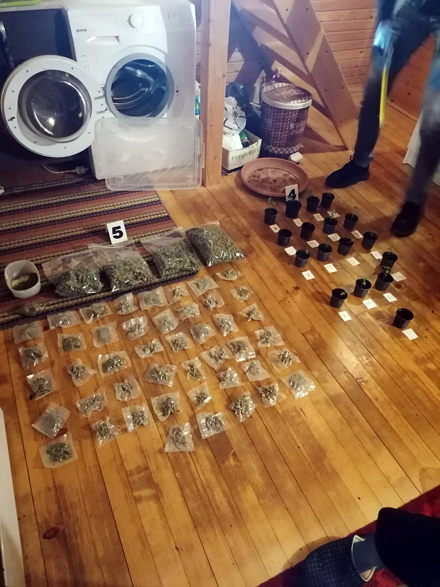 ФОЧА, 26. МАЈА /СРНА/ - Плантажа марихуане пронађена је на подручју Вишеграда одакле је полиција одузела 43 саксије са стабљикама канабиса и више од килограма упаковане марихуане намијењене за продају, те ухапсила лице Ф.И..