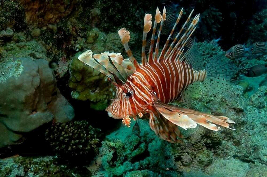 ПОДГОРИЦА, 30. МАЈА /СРНА/ - Институт за биологију мора у Котору потврдио је да је у црногорском дијелу Јадранског мора забиљежено присуство рибе лава /Pterios miles/, након што је у Тиватском заливу прије неколико дана уловљен још један примјерак.