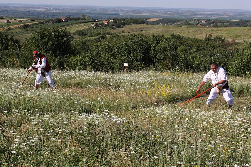 НОВИ САД, 16. ЈУНА /СРНА/ - Срби из Крајине, Херцеговине и у мањем проценту из Црне Горе, према неким процјенама, чине натполовичну већину становништа у Војводини и зато је од кључне важности да се окупљају и чувају традицију и идентите.