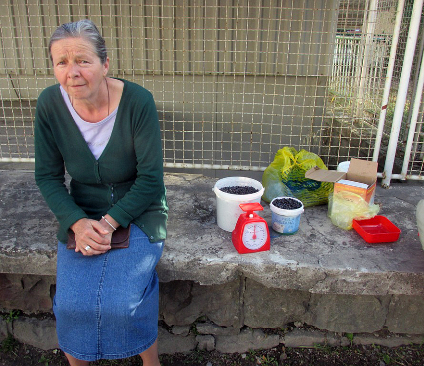 СРЕБРЕНИЦА, 7. ЈУНА /СРНА/ - На подручју Сребренице боровница је пристигла за бербу, род и квалитет су много бољи него прошле године, а цијена је 20 КМ за килограм.