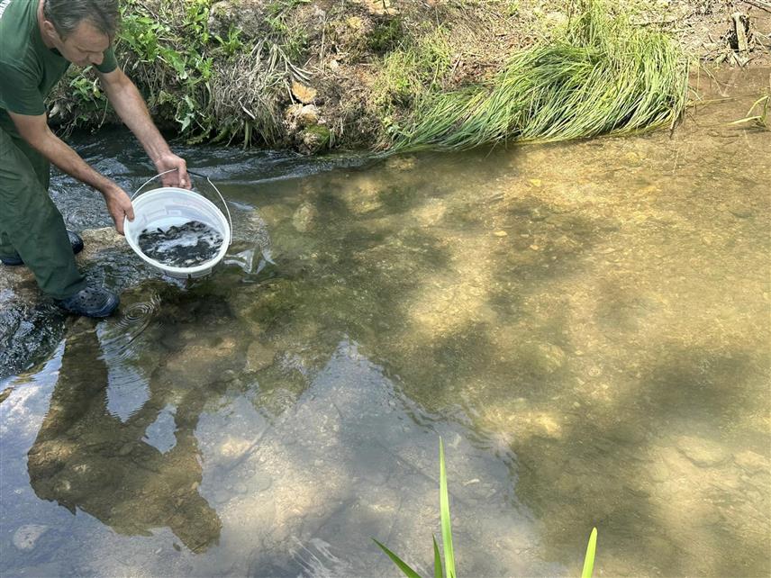 СОКОЛАЦ, 11. ЈУЛА /СРНА/ - Соколачке ријеке Биоштица и Каљина порибљене су данас са 300 килограма рибље млађи.