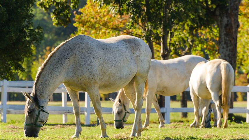 ПРЊАВОР, 16. ЈУЛА /СРНА/ - Ергела "Вучијак" у Прњавору објавила је продају шест липицанера и једног радног коња чија се почетна цијена креће од 1.200 до 3.900 КМ.
