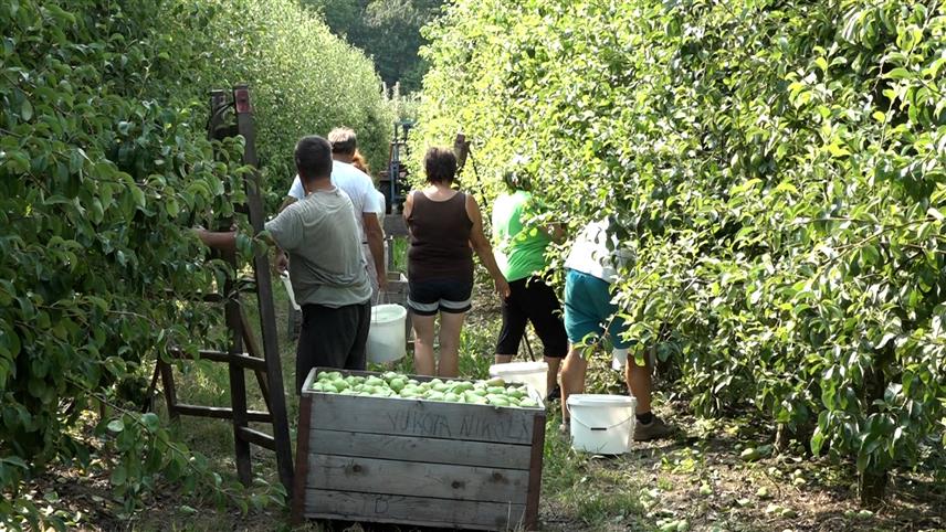 ГРАДИШКА, 18. ЈУЛА /СРНА/ - У воћњацима у Поткозарју тренутно је у току берба раних сорти крушака, а воћари који током прољећа нису имали штету од мраза и касније од града могу да буду задовољни родом.