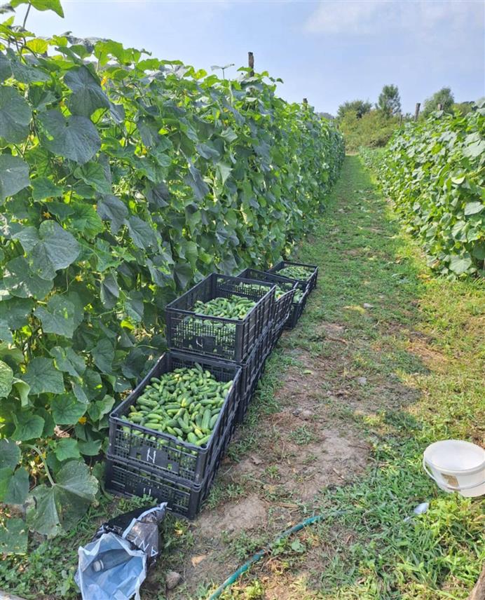 НОВИ ГРАД, 19. ЈУЛА /СРНА/ - Пољопривредна задруга "Агро ВИП" до сада је од коопераната откупила 250 тона краставаца корнишона, а поврће је испоручено на домаће тржиште.