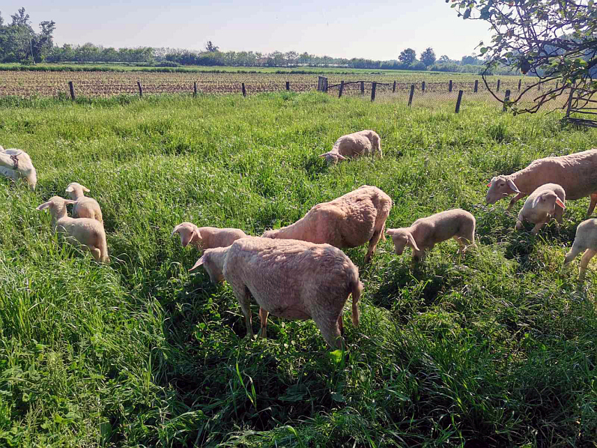 БАЊАЛУКА, 21. ЈУЛА /СРНА/ - Ветеринарским организацијама у Републици Српској наредних дана биће достављене вакцине против бруцелозе и ушне маркице, те се позивају фармери да спроведу превентивну мјеру вакцинације малих преживара, односно оваца и коза.