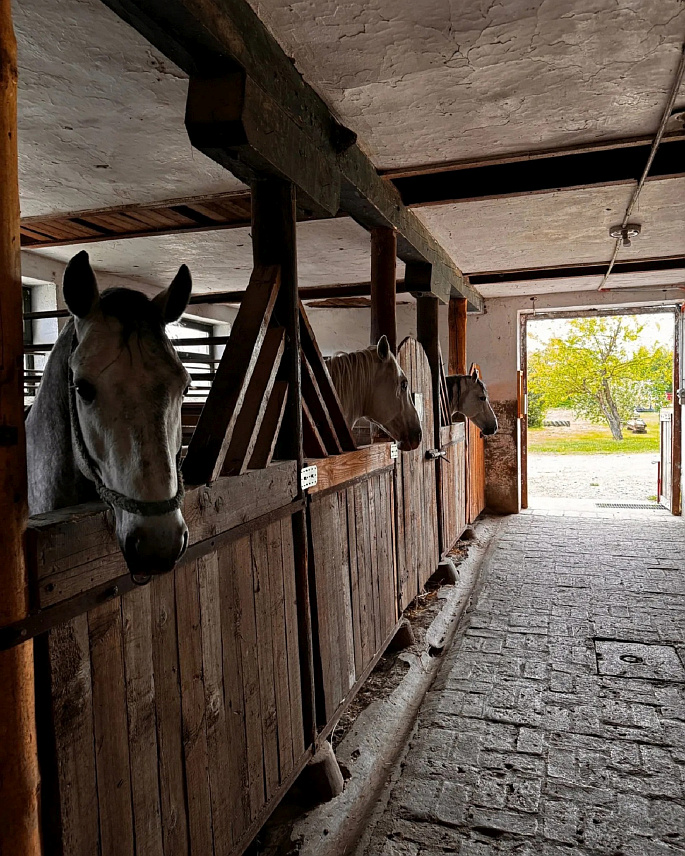 ПРЊАВОР, 22. ЈУЛА /СРНА/ - На данашњој лицитацији на Ергели "Вучијак" у Прњавору продато је пет од укупно шест понуђених липицанера и један радни коњ.