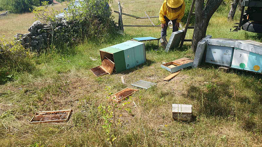 ДРВАР, 2. ЈУЛА /СРНА/ - Породица Баук из Дрвара која се бави пчеларством муку мучи због медвједа који им је уништио кошнице, у неколико наврата посљедних дана.