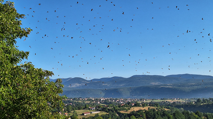 ДРВАР, 30. ЈУЛА /СРНА/ - Несвакидашњи призор забиљежен је на небу изнад Дрвара гдје се могло видјети јато од неколико стотина ластавица.