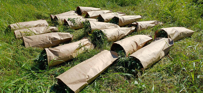 ДОБОЈ, 31. ЈУЛА /СРНА/ - Полиција је у акцији "Плантажа 2024" на подручју Добоја пронашла 813 стабљикa индијске конопље, саопштено је из добојске Полицијске управе.