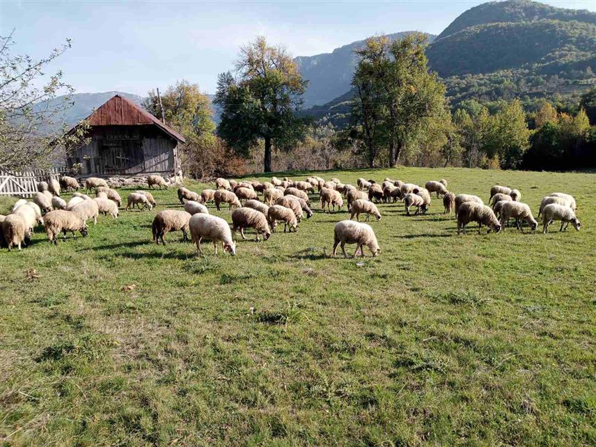 ФОЧА, 16. АВГУСТА /СРНА/ - На пољопривредном газдинству Младена Ђајића у селу Пријеђел у близини Тјентишта у општини Фоча ових дана учестали су напади вукова, и то усред дана.