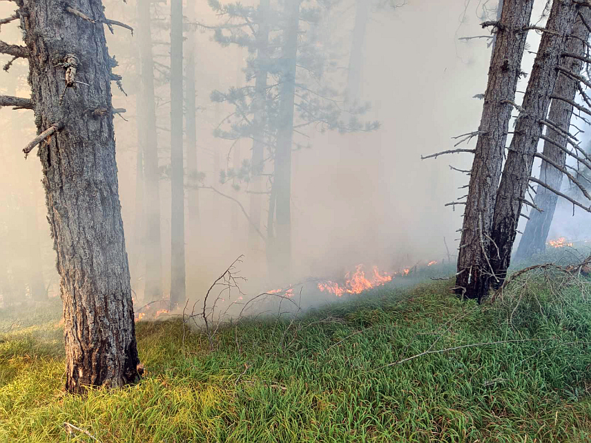ФОЧА, 17. АВГУСТА /СРНА/ - Радници Шумског газдинства /ШГ/ "Маглић" ставили су под контролу шумски пожар у кањону ријеке Таре, на локалитету од села Веленићи према планини Радовини у општини Фоча.