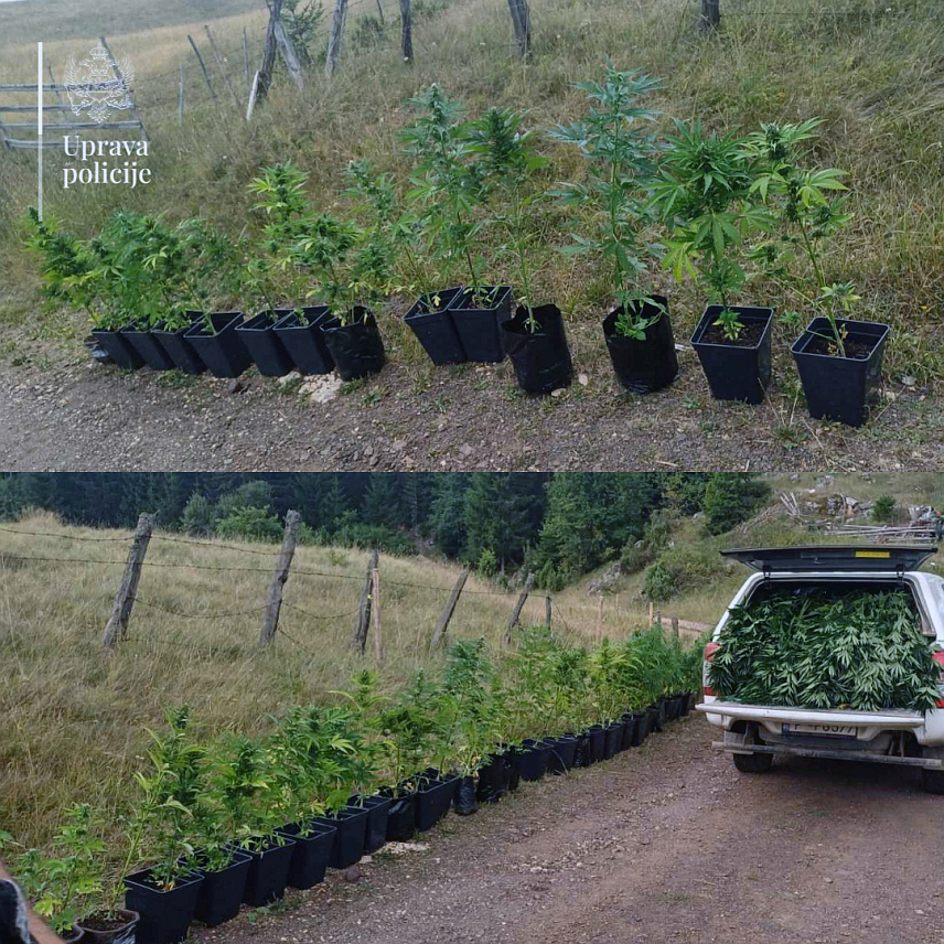 ПОДГОРИЦА, 18. АВГУСТА /СРНА/ - Пљеваљска полиција открила је плантажу марихуане и ухапсила држављанина Србије са сталним боравком у Пљевљима, код којег је пронађено 111 стабљика канабиса, лампе и електрична апаратура за узгајање биљака, саопштено је из Управе полиције.