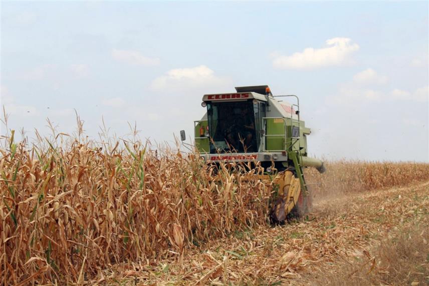 БИЈЕЉИНА, 21. АВГУСТА /СРНА/ - Недостатак падавинa и висока температура ваздуха довеле су до никад раније бербе кукуруза у Семберији која је показала да је принос лош и да суша узима данак.