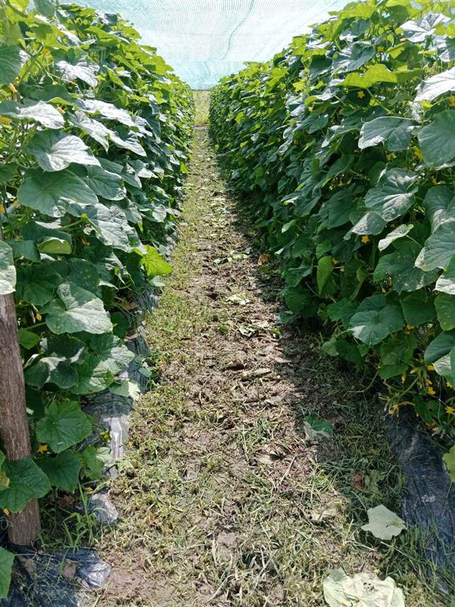 НОВИ ГРАД, 29. АВГУСТА /СРНА/ - Кооперанти Пољопривредне задруге "Агро ВИП" испоручили су 450 тона краставаца корнишона, а поврће је пласирано на домаће тржиште.	