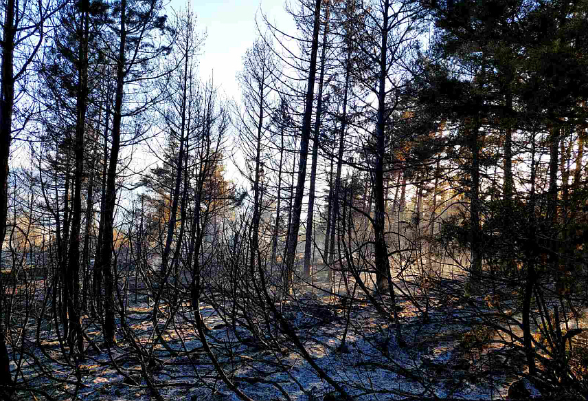 ДРВАР, 2.АВГУСТА /СРНА/ - Пожар у селу Пољице код Дрвара је угашен али и даље дежурају екипе из Шумарије Дрвар.