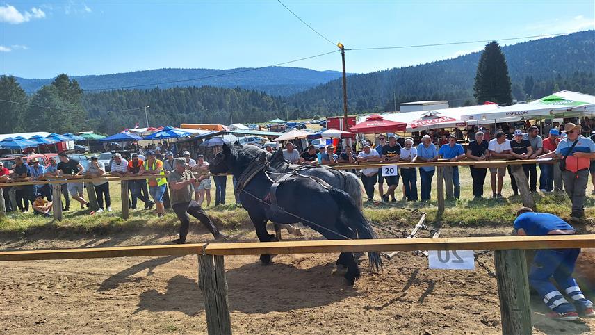 ДРВАР, 2. АВГУСТА /СРНА/ - Породица Буква из села Прекаја код Дрвара, која се бави узгојем коња, организује у недјељу, 4. августа, манифестацију "Штрапаријада".