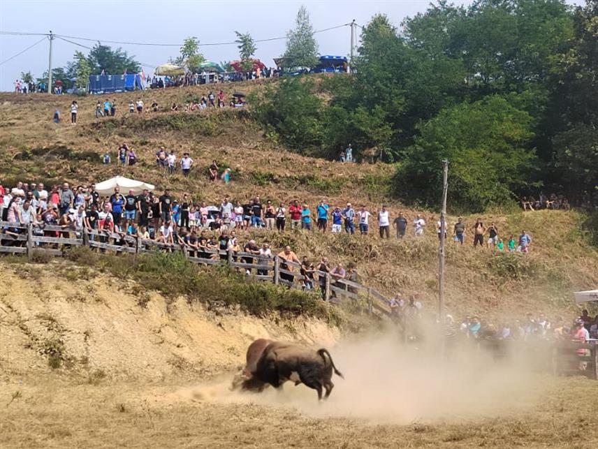 ОШТРА ЛУКА, 4. АВГУСТА /СРНА/ - Бик Путаљ, власника Мехмеда Мешића из Јајца, побједник је 252. Грмечке кориде која је данас одржана на Поповића брду код Оштре Луке.