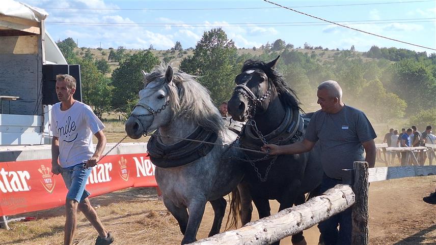 ДРВАР, 5. АВГУСТА /СРНА/ - На четвртој међународној "Штрапаријади" у селу Прекаја, надомак Дрвара, окупило се око 1.000 љубитеља овог такмичења на којем је 50 коња одмјерило снаге.